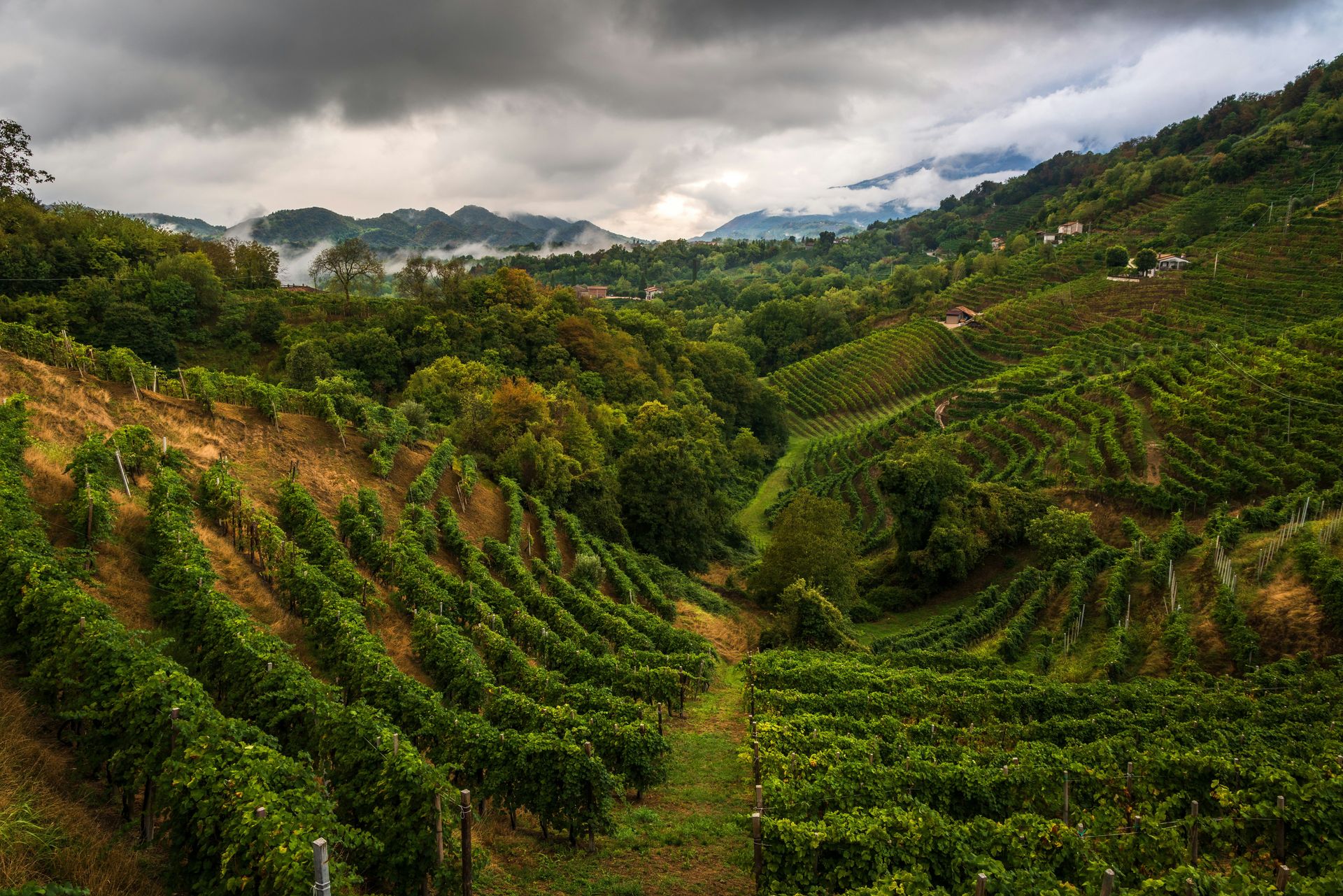 Photo Italie vignes et montagnes